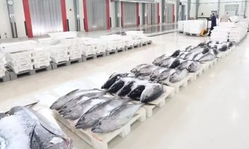 Value of fish landings in Oman rises 12.7% to RO 576 million by end of 2025