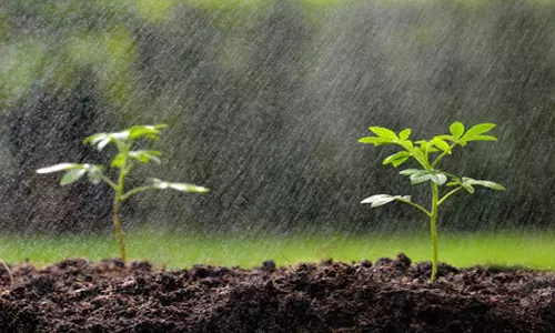 Omans Environment Authority to use rain for future greening