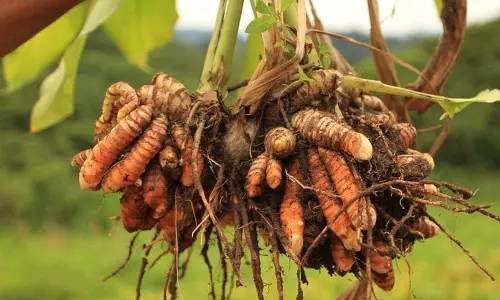 മഞ്ഞൾ കൃഷി ലാഭകരമോ? കേരളത്തിൽ എപ്പോൾ കൃഷി ചെയ്യാം
