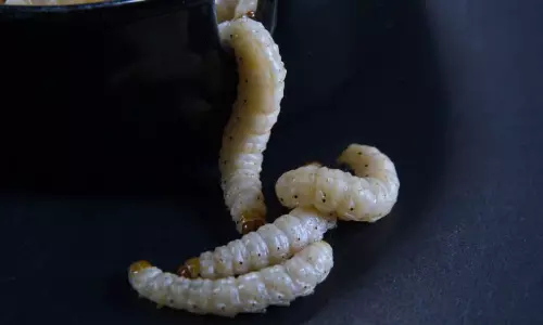 ഒരാഴ്ചയായി മൂക്കിന് അസ്വസ്ഥത; 58കാരി തുമ്മിയപ്പോൾ പുറത്തുവന്നത് ഒരിഞ്ച് നീളമുള്ള ജീവനുള്ള വിരകൾ