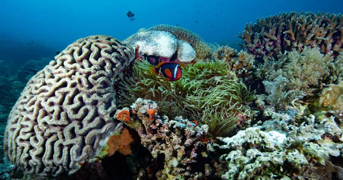 Coral reef planting project begins on Omans Daimaniyat Island Coral reef planting project begins on Omans Daimaniyat Island