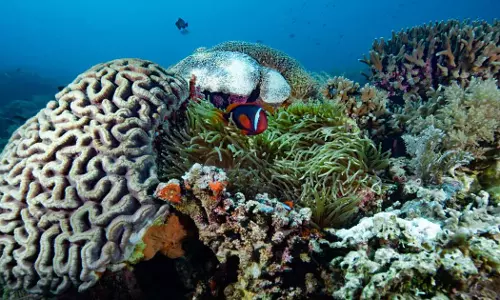 Coral reef planting project begins on Omans Daimaniyat Island Coral reef planting project begins on Omans Daimaniyat Island