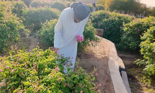In search of fragrance...; Tourists flock to Jebel Akhdar during rose season