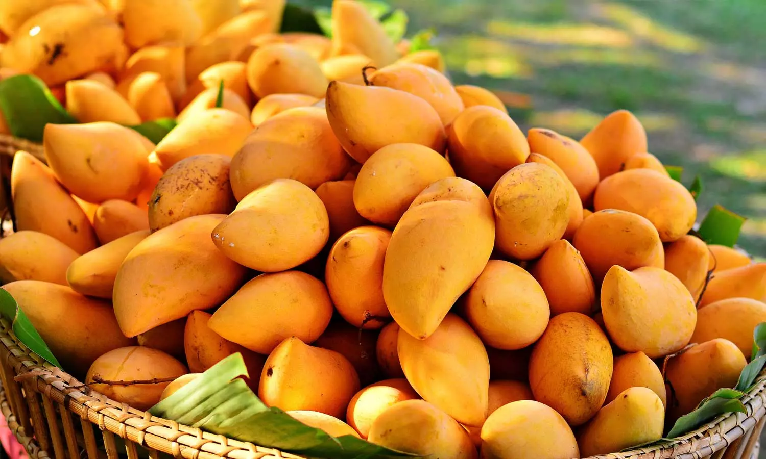 കടയില് നിന്ന് വാങ്ങുന്ന മാമ്പഴം പഴുപ്പിച്ചത് രാസവസ്തുക്കൾ ഉപയോഗിച്ചാണോ?; എങ്ങനെ തിരിച്ചറിയാം... കടയില് നിന്ന് വാങ്ങുന്ന മാമ്പഴം പഴുപ്പിച്ചത് രാസവസ്തുക്കൾ ഉപയോഗിച്ചാണോ?; എങ്ങനെ തിരിച്ചറിയാം...