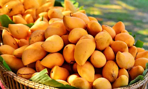 നിറം കണ്ട് മയങ്ങരുത്! നിങ്ങൾ വാങ്ങുന്ന മാമ്പഴം പഴുപ്പിച്ചത് രാസവസ്തുക്കൾ ഉപയോഗിച്ചാണോ? തിരിച്ചറിയാൻ ഇതാ വഴികള്‍...