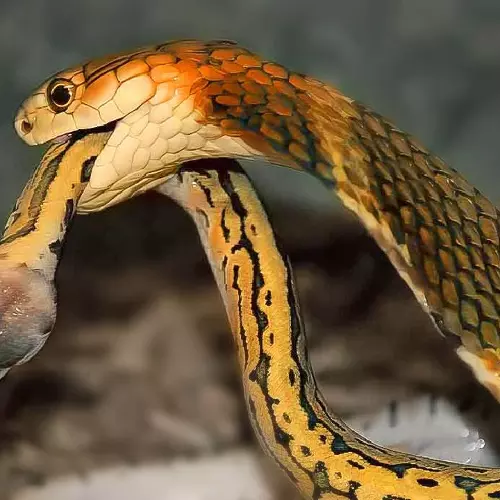 രാജവെമ്പാല മുതൽ മൂർഖൻ വരെ; എന്തുകൊണ്ടാണ് പാമ്പുകൾ സ്വന്തം വര്‍ഗത്തിലുള്ളവരെ ഭക്ഷിക്കുന്നത്?