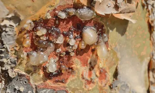 Omani frankincense secures geographical indication from WIPO