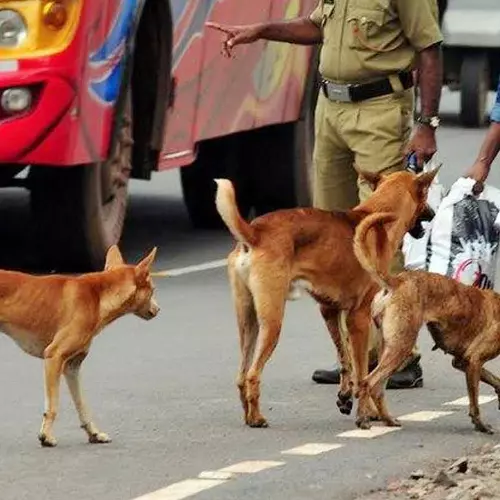 Dog that bit 13 people in Muvattupuzha tests positive for rabies