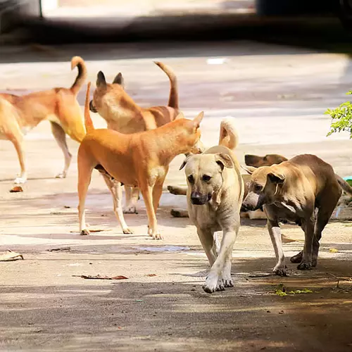 തെരുവുനായകൾ വില്ലന്മാരാകുന്നത് എന്തുകൊണ്ട്?