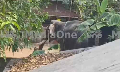 അങ്കമാലിയിൽ ആനയുടെ ചവിട്ടേറ്റ് ഒരാള്‍ മരിച്ചു; ഒന്നാം പാപ്പാന് ഗുരുതര പരിക്ക്