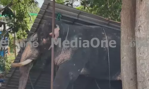 കൂടൽമാണിക്യ ക്ഷേത്രത്തിൽ ഉത്സവത്തിന് എത്തിച്ച ആന പാപ്പാനെ ചവിട്ടിക്കൊന്നു