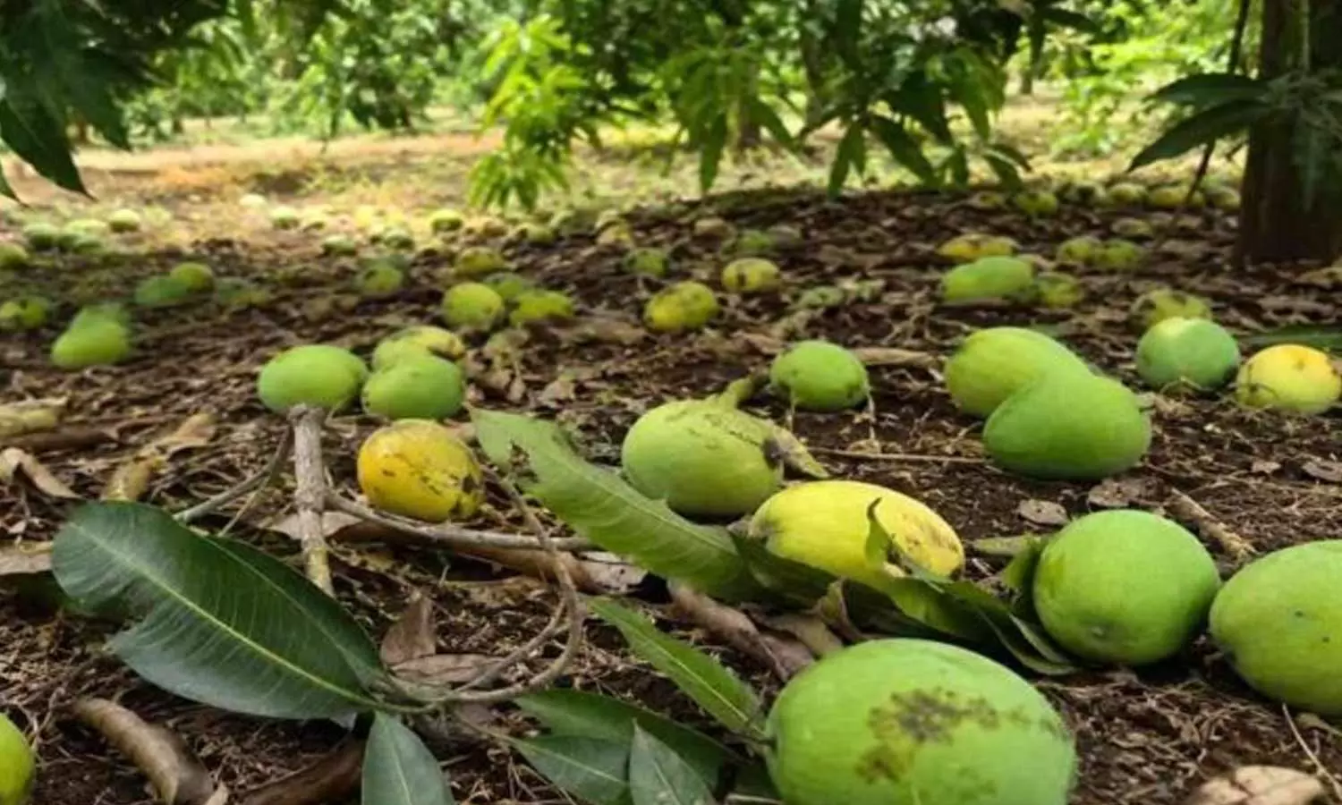 റോഡിൽ വീണ മാങ്ങ എടുത്താൽ 3.74 ലക്ഷം പിഴ!; ഇന്ത്യക്കാരിയുടെ വിഡിയോ വൈറലാകുന്നു, അമ്പരന്ന് സോഷ്യൽ മീഡിയ റോഡിൽ വീണ മാങ്ങ എടുത്താൽ 3.74 ലക്ഷം പിഴ!; ഇന്ത്യക്കാരിയുടെ വിഡിയോ വൈറലാകുന്നു, അമ്പരന്ന് സോഷ്യൽ മീഡിയ
