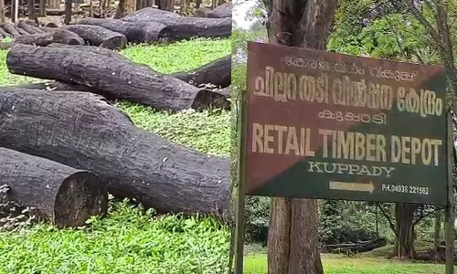 അഗസ്റ്റിൻ സഹോദരങ്ങൾ പ്രതികളായ മുട്ടിൽ മരംമുറി കേസ്; മരങ്ങളുടെ കണക്കെടുത്ത് അന്വേഷണ സംഘം