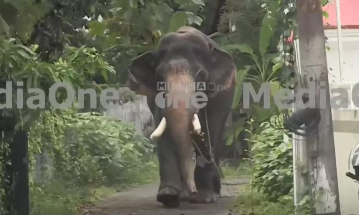 നായയെ കണ്ട് പേടിച്ചു; തൃശൂർ നഗരത്തിൽ ആന ഇടഞ്ഞു, നിരവധി വാഹനങ്ങൾ തകർത്തു നായയെ കണ്ട് പേടിച്ചു; തൃശൂർ നഗരത്തിൽ ആന ഇടഞ്ഞു, നിരവധി വാഹനങ്ങൾ തകർത്തു