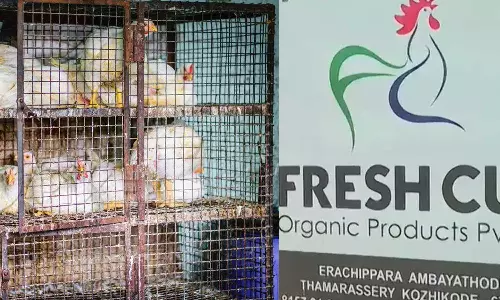 ചിക്കൻകടകളുടെ എണ്ണത്തിലും പഞ്ചായത്തിന്റെ കള്ളക്കളി; നീക്കം ഫ്രെഷ് കട്ടിന് വേണ്ടിയെന്ന് ആരോപണം ചിക്കൻകടകളുടെ എണ്ണത്തിലും പഞ്ചായത്തിന്റെ കള്ളക്കളി; നീക്കം ഫ്രെഷ് കട്ടിന് വേണ്ടിയെന്ന് ആരോപണം