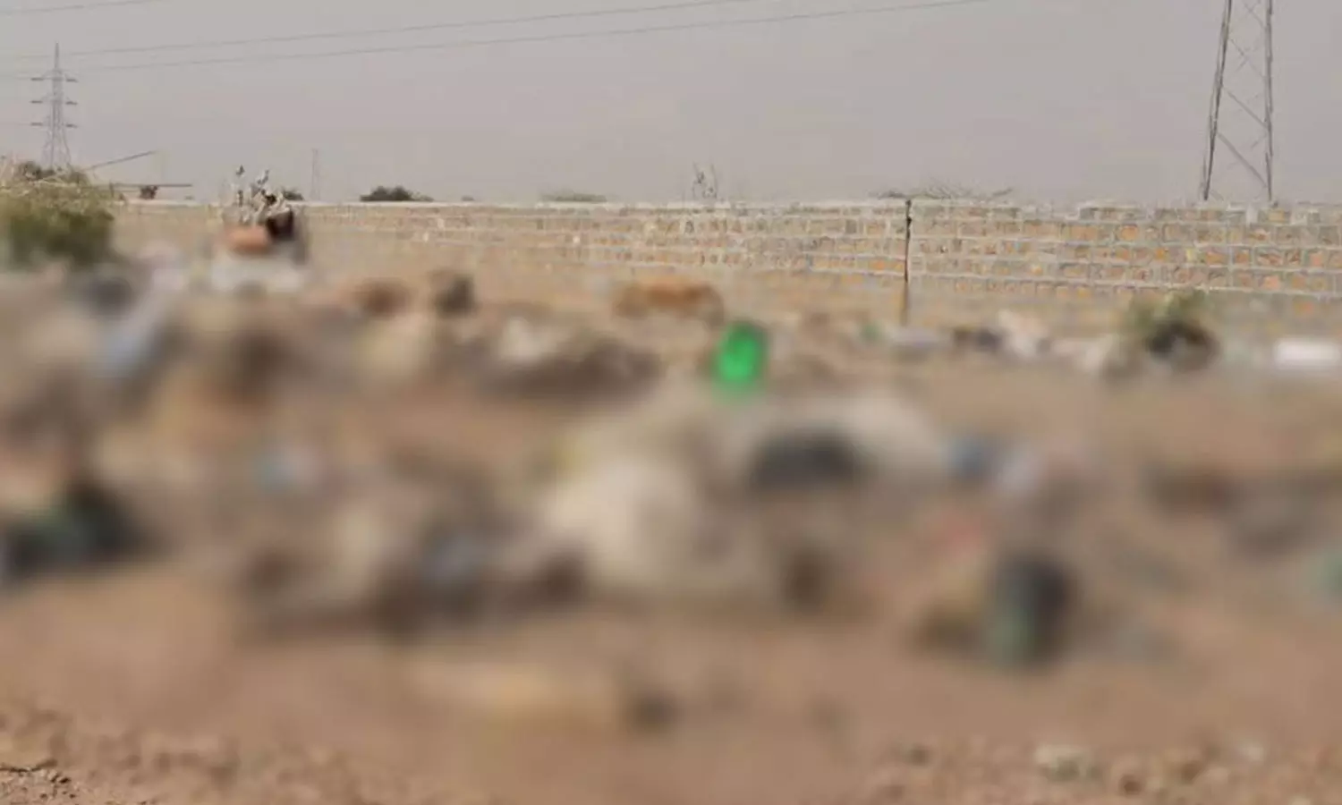Over 300 cow carcasses found at garbage dumping site in Jaisalmer Over 300 cow carcasses found at garbage dumping site in Jaisalmer