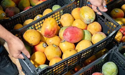Japan Bans Indian Mangoes Japan Bans Indian Mangoes