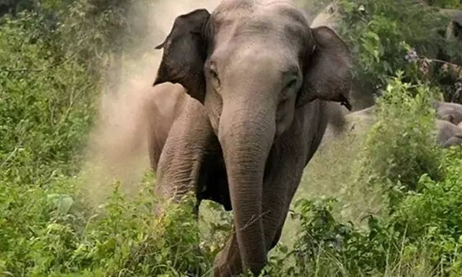 കടയിൽ പോയി വീട്ടിലേക്ക് മടങ്ങുന്നതിനിടെ കാട്ടാന ആക്രമണം; പെരുമ്പാവൂരിൽ ഗൃഹനാഥന് ഗുരുതര പരിക്ക് കടയിൽ പോയി വീട്ടിലേക്ക് മടങ്ങുന്നതിനിടെ കാട്ടാന ആക്രമണം; പെരുമ്പാവൂരിൽ ഗൃഹനാഥന് ഗുരുതര പരിക്ക്
