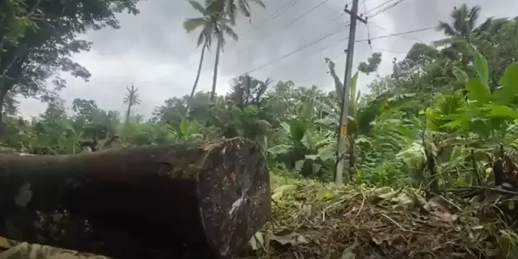 മാനദണ്ഡങ്ങൾ ലംഘിച്ച് കെഎസ്ഇബി ഉദ്യോഗസ്ഥർ മരങ്ങൾ വെട്ടിനശിപ്പിക്കുന്നതായി പരാതി മാനദണ്ഡങ്ങൾ ലംഘിച്ച് കെഎസ്ഇബി ഉദ്യോഗസ്ഥർ മരങ്ങൾ വെട്ടിനശിപ്പിക്കുന്നതായി പരാതി