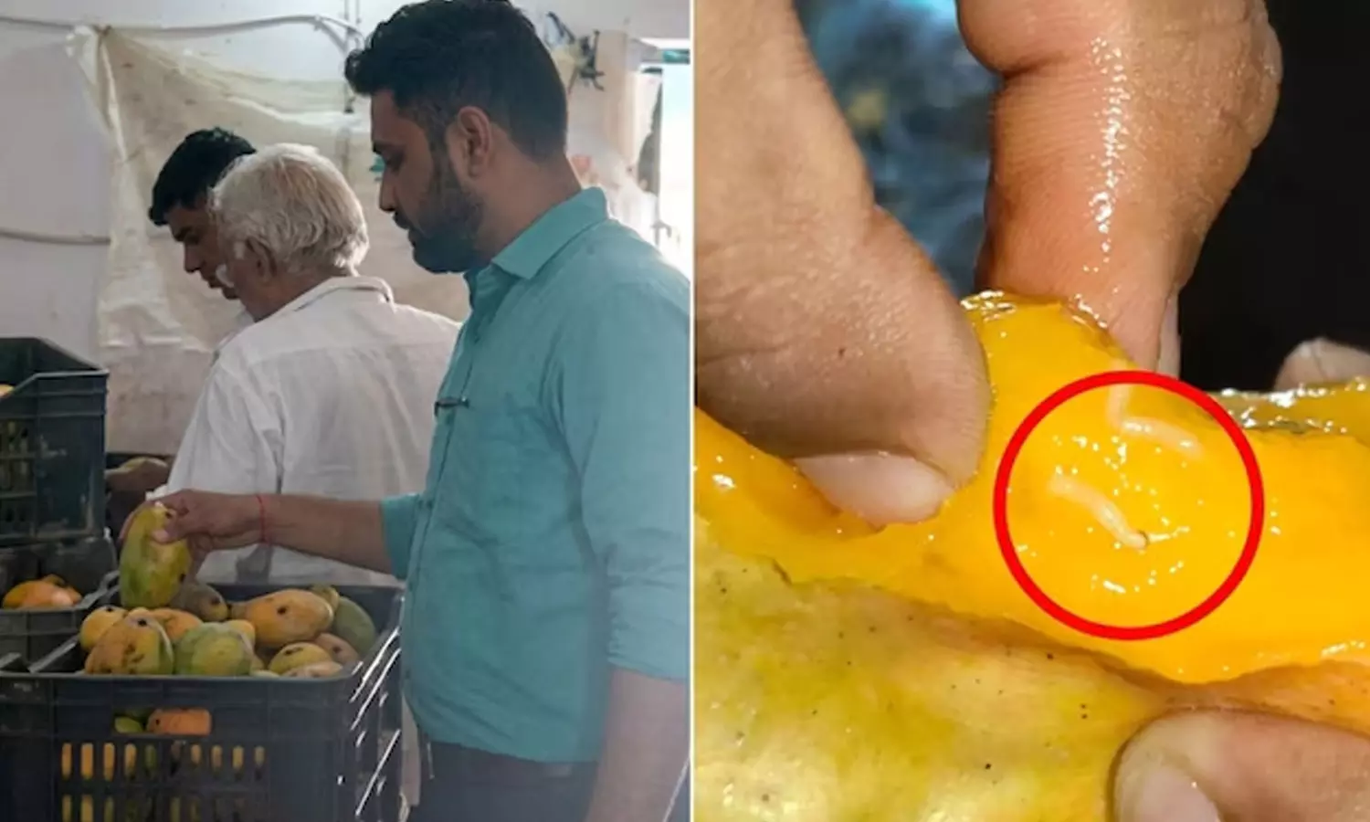 പരിശോധനക്ക് എത്തിയ അധികൃതർ ഞെട്ടി; പിടിച്ചെടുത്തത് ജ്യൂസ് അടിക്കാൻ സൂക്ഷിച്ച മാമ്പഴങ്ങൾ, കാരണമിത്; കർശന നിർദേശവുമായി ഭക്ഷ്യ സുരക്ഷാ വിഭാഗം പരിശോധനക്ക് എത്തിയ അധികൃതർ ഞെട്ടി; പിടിച്ചെടുത്തത് ജ്യൂസ് അടിക്കാൻ സൂക്ഷിച്ച മാമ്പഴങ്ങൾ, കാരണമിത്; കർശന നിർദേശവുമായി ഭക്ഷ്യ സുരക്ഷാ വിഭാഗം