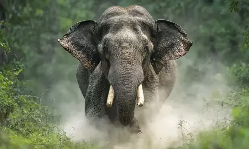 പത്തനംതിട്ടയിലെ മലയോര മേഖലയിൽ കാട്ടാന ആക്രമണം രൂക്ഷം; പ്രതിഷേധവുമായി നാട്ടുകാർ പത്തനംതിട്ടയിലെ മലയോര മേഖലയിൽ കാട്ടാന ആക്രമണം രൂക്ഷം; പ്രതിഷേധവുമായി നാട്ടുകാർ