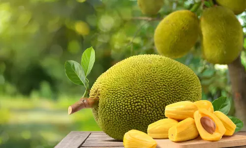 ഇതാണ് ഇന്ത്യയുടെ ഒരേയൊരു ചക്ക തലസ്ഥാനം; ചക്ക വിറ്റ് കോടികൾ കൊയ്യുന്ന നാടിനെക്കുറിച്ച് അറിയാം...