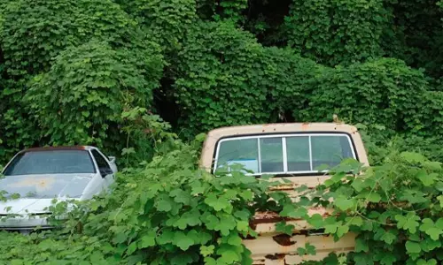 EA remove 2,427 vehicles from green spaces across Dhofar Governorate EA remove 2,427 vehicles from green spaces across Dhofar Governorate