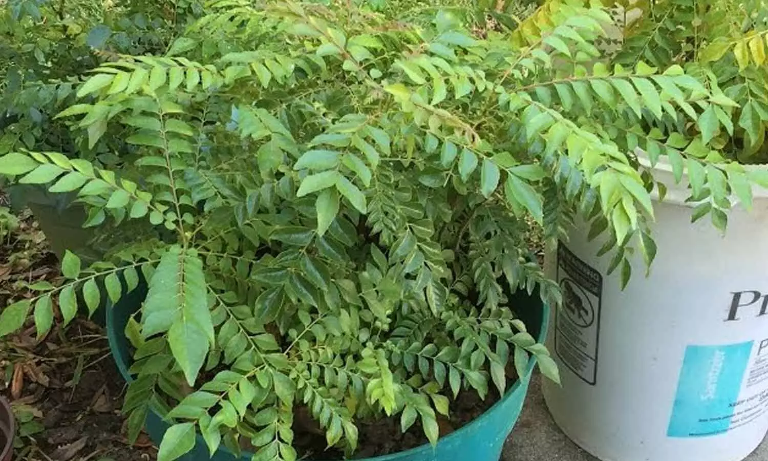 curry leaves farming tips curry leaves farming tips