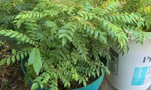 curry leaves farming tips curry leaves farming tips