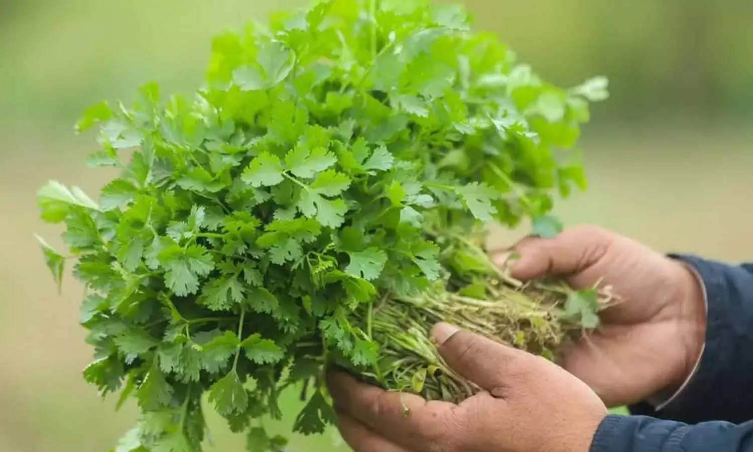 how to grow Coriander leaves in home how to grow Coriander leaves in home