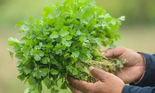 how to grow Coriander leaves in home how to grow Coriander leaves in home