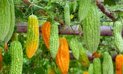 how to grow Bitter melon how to grow Bitter melon