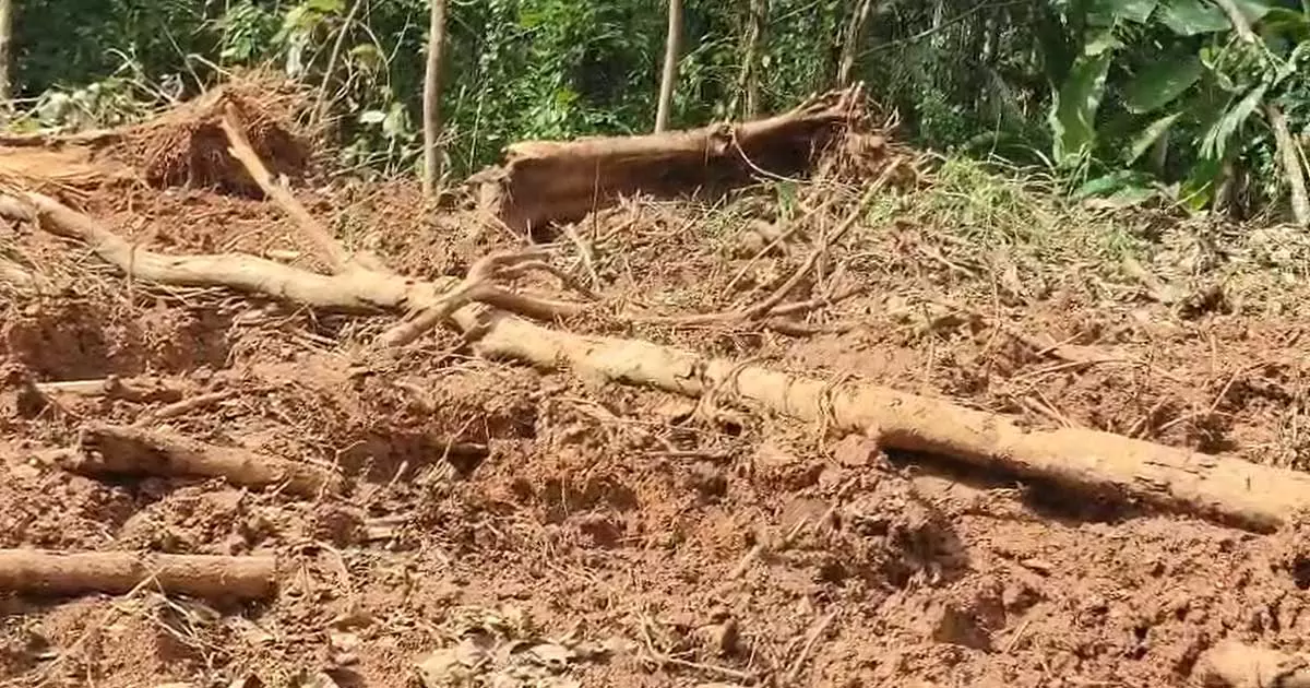 മരുതോങ്കരയില് വന് മരംകൊള്ള; ജലസേചന വകുപ്പിന്റെ ഭൂമിയില് നിന്ന് തേക്കടക്കം മുറിച്ചുകടത്തി മരുതോങ്കരയില് വന് മരംകൊള്ള; ജലസേചന വകുപ്പിന്റെ ഭൂമിയില് നിന്ന് തേക്കടക്കം മുറിച്ചുകടത്തി