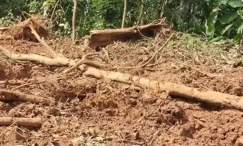 മരുതോങ്കരയില് വന് മരംകൊള്ള; ജലസേചന വകുപ്പിന്റെ ഭൂമിയില് നിന്ന് തേക്കടക്കം മുറിച്ചുകടത്തി മരുതോങ്കരയില് വന് മരംകൊള്ള; ജലസേചന വകുപ്പിന്റെ ഭൂമിയില് നിന്ന് തേക്കടക്കം മുറിച്ചുകടത്തി