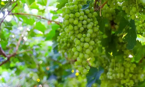 Three-day Grape Festival begins in Qassim, Saudi Arabia.
