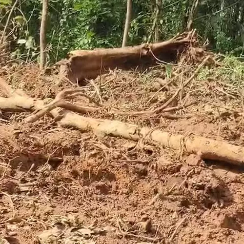 മരുതോങ്കരയില് വന് മരംകൊള്ള; ജലസേചന വകുപ്പിന്റെ ഭൂമിയില് നിന്ന് തേക്കടക്കം മുറിച്ചുകടത്തി