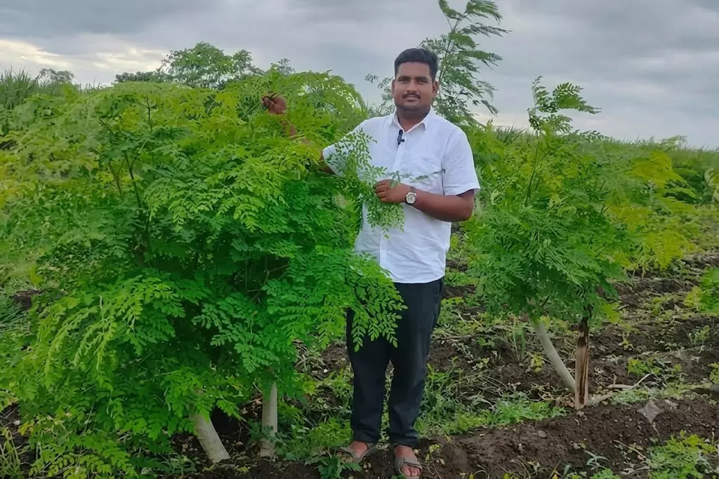 അമേരിക്കയിലെ ഉയർന്ന ശമ്പളമുള്ള ജോലി ഉപേക്ഷിച്ചു; മുരിങ്ങ കൃഷിയിലൂടെ ലക്ഷങ്ങൾ കൊയ്ത് സോഫ്റ്റ്വെയർ എഞ്ചിനീയർ അമേരിക്കയിലെ ഉയർന്ന ശമ്പളമുള്ള ജോലി ഉപേക്ഷിച്ചു; മുരിങ്ങ കൃഷിയിലൂടെ ലക്ഷങ്ങൾ കൊയ്ത് സോഫ്റ്റ്വെയർ എഞ്ചിനീയർ