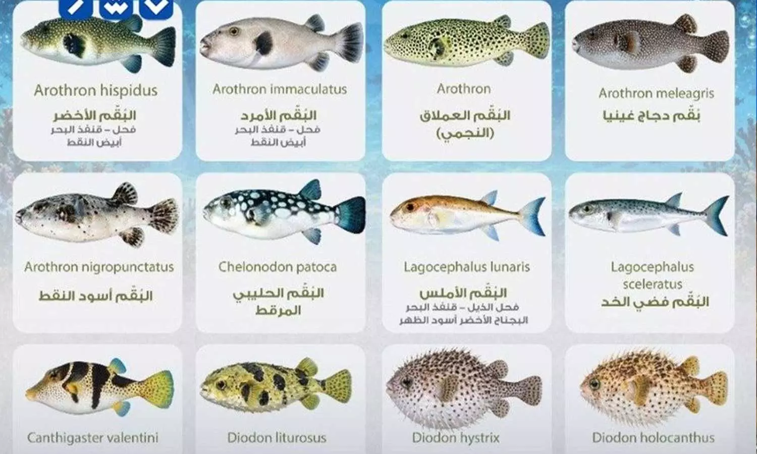 Presence of toxins; ban on 12 species of pufferfish in Oman. Presence of toxins; ban on 12 species of pufferfish in Oman.