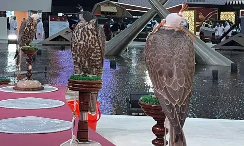 Falcon exhibition a hit in Doha; 80,000 visitors Falcon exhibition a hit in Doha; 80,000 visitors