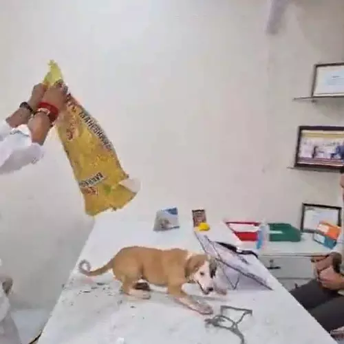 തെരുവുനായ ശല്യം രൂക്ഷം; ചാക്കിലാക്കി പഞ്ചായത്ത് ഓഫീസിൽ തുറന്നുവിട്ട് നാട്ടുകാർ