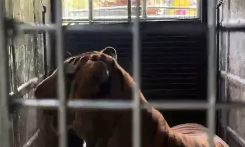 Man-eating tiger trapped in Gudalur Man-eating tiger trapped in Gudalur