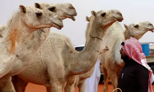 Hashma Race sees neck-and-neck competition; Al-Arda camel race thrills spectators in Sur. Hashma Race sees neck-and-neck competition; Al-Arda camel race thrills spectators in Sur.