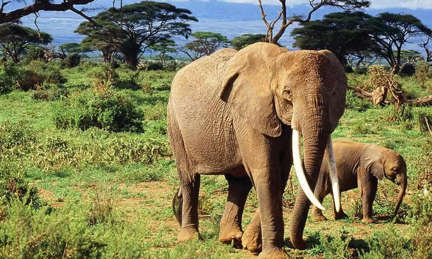 Elephants may use medicinal plants to treat themselves Elephants may use medicinal plants to treat themselves