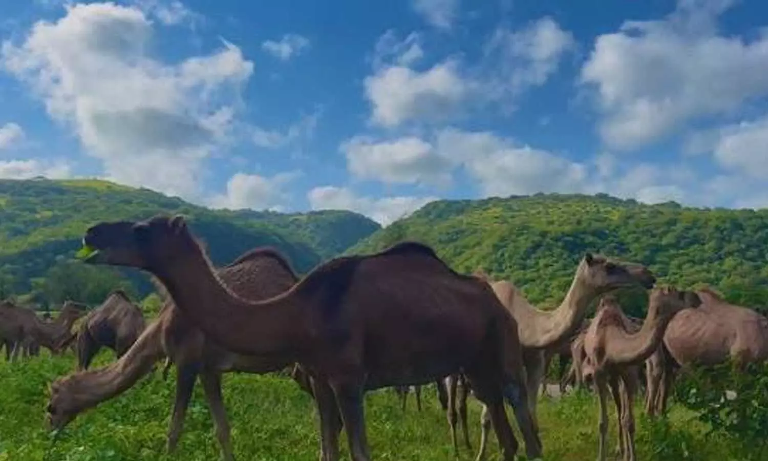 Conclusion of the Khareef season: Dhofar witnesses the beautiful sight of camels returning to the mountains. Conclusion of the Khareef season: Dhofar witnesses the beautiful sight of camels returning to the mountains.