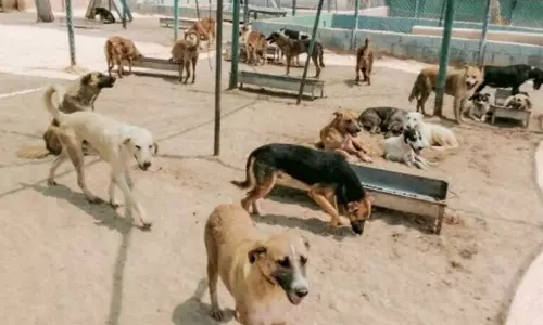 Kuwait has dog laws, but weak enforcement fuels public safety concern Kuwait has dog laws, but weak enforcement fuels public safety concern