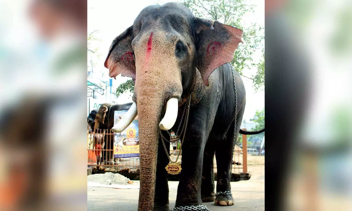 തൃശൂര് പൂരത്തിലെ സജീവസാന്നിധ്യം പല്ലാട്ട് ബ്രഹ്മദത്തന് ഇടിമിന്നലേറ്റ് ചരിഞ്ഞു തൃശൂര് പൂരത്തിലെ സജീവസാന്നിധ്യം പല്ലാട്ട് ബ്രഹ്മദത്തന് ഇടിമിന്നലേറ്റ് ചരിഞ്ഞു