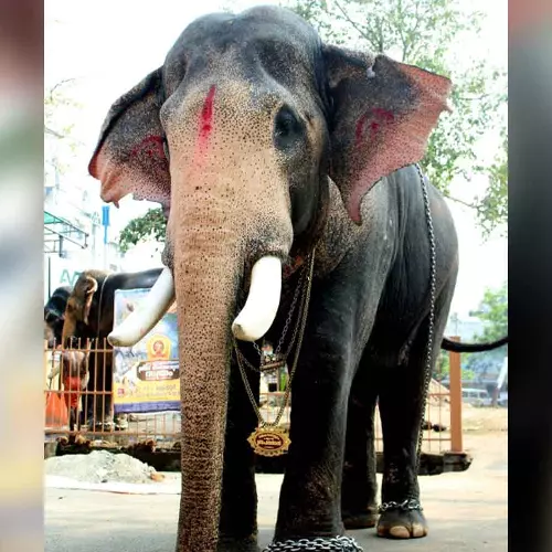 തൃശൂര് പൂരത്തിലെ സജീവസാന്നിധ്യം പല്ലാട്ട് ബ്രഹ്മദത്തന് ഇടിമിന്നലേറ്റ് ചരിഞ്ഞു