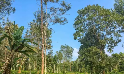 വയനാട് ഇനി ചൂടുള്ള ജില്ല! മഞ്ഞും തണുപ്പും ഓർമയാകുന്നു വയനാട് ഇനി ചൂടുള്ള ജില്ല! മഞ്ഞും തണുപ്പും ഓർമയാകുന്നു