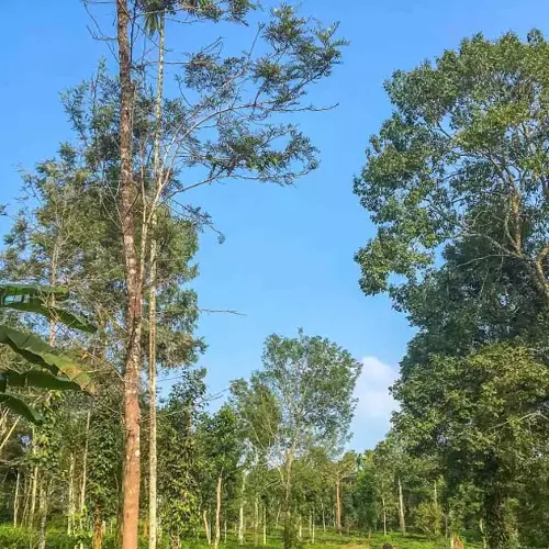 വയനാട് ഇനി ചൂടുള്ള ജില്ല! മഞ്ഞും തണുപ്പും ഓർമയാകുന്നു
