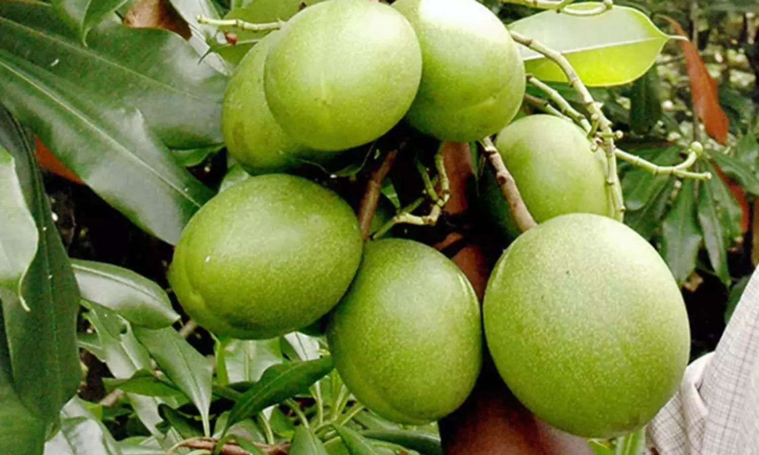 കാണാൻ മാമ്പഴം പോലെ, ഉള്ളിൽ മാരകവിഷം! കേരളത്തിലെ ‘ആത്മഹത്യാമര’ത്തിന്റെ ഞെട്ടിക്കുന്ന രഹസ്യം കാണാൻ മാമ്പഴം പോലെ, ഉള്ളിൽ മാരകവിഷം! കേരളത്തിലെ ‘ആത്മഹത്യാമര’ത്തിന്റെ ഞെട്ടിക്കുന്ന രഹസ്യം